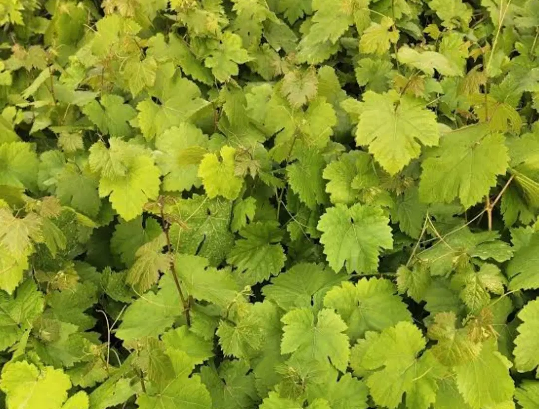 فروش یک قطعه باغ در اردوشاهی