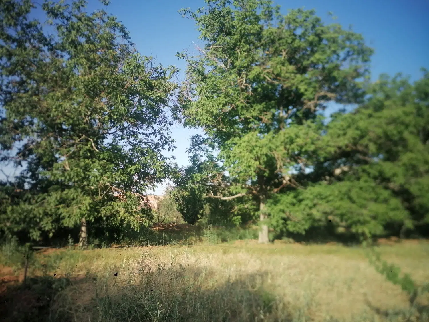 باغ فروشی روستای قعله سفید