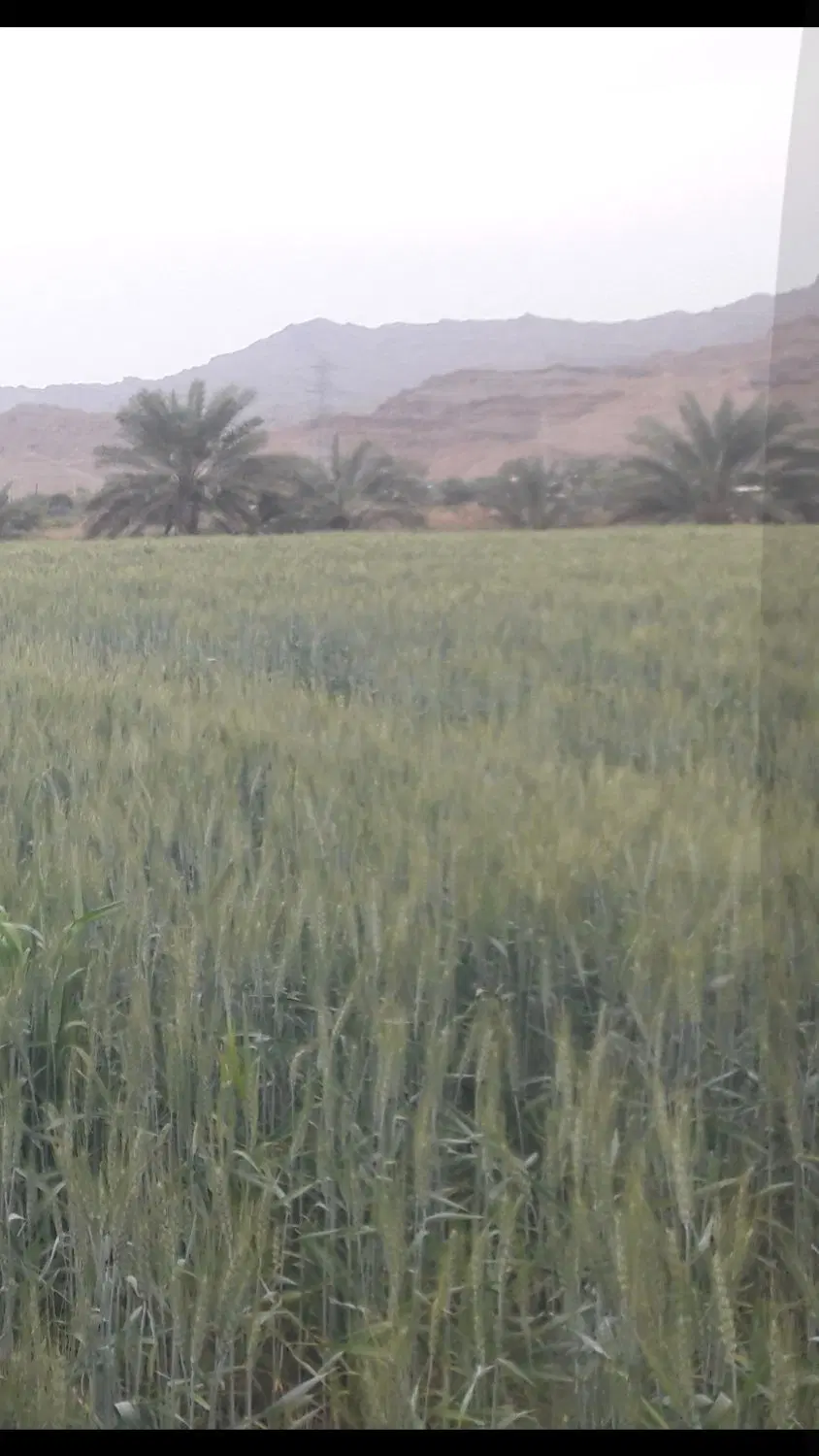 اجاره زمین کشاورزی میناب