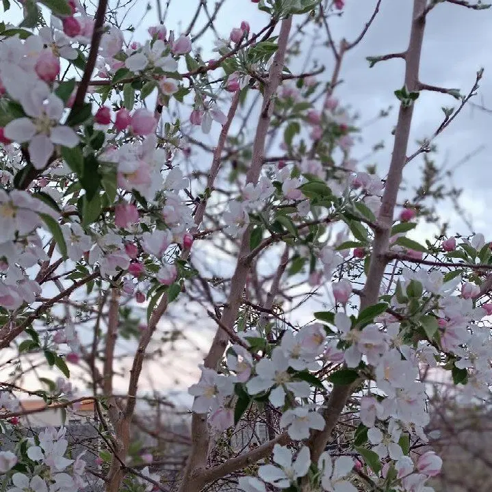 باغ