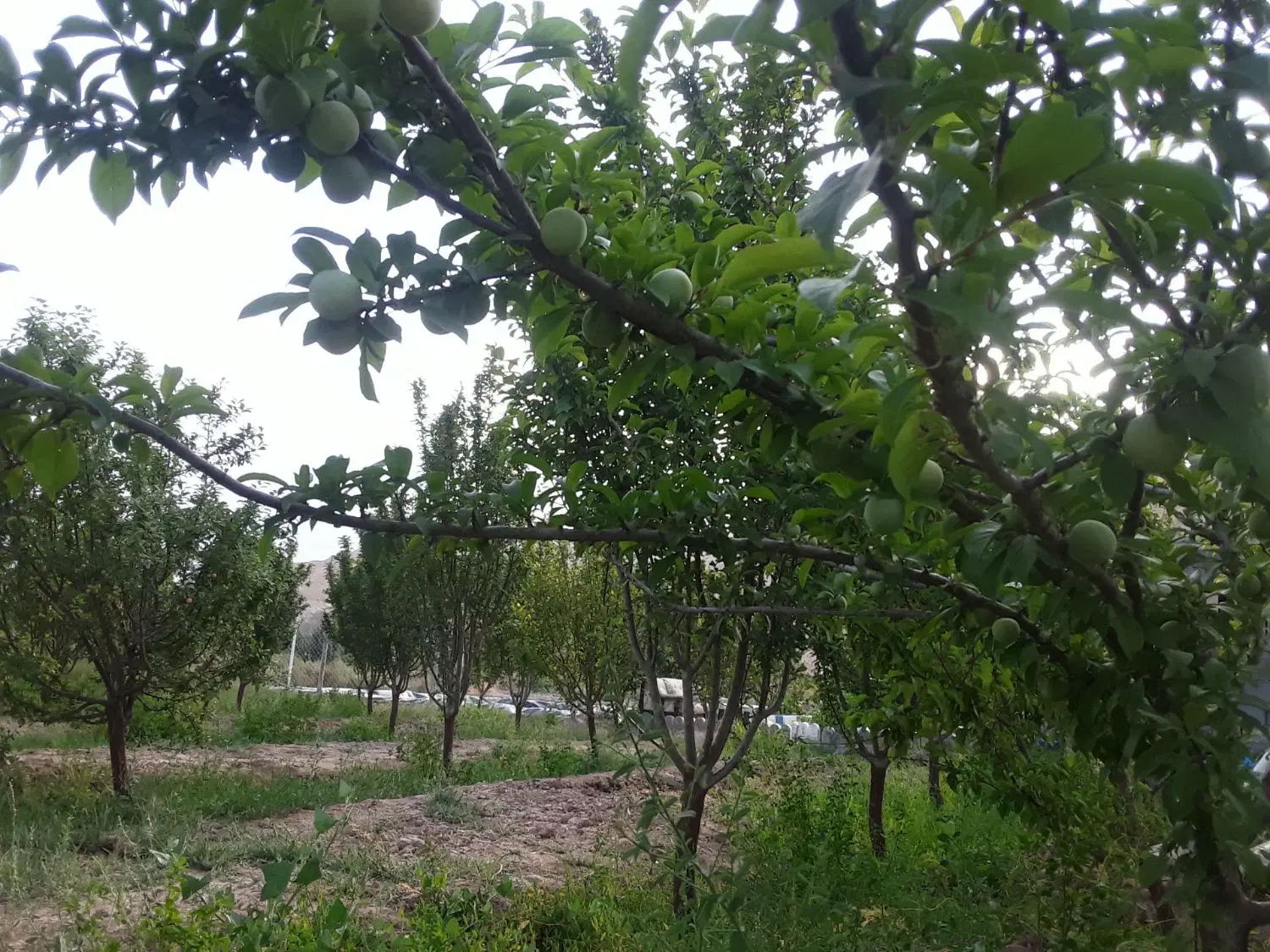 فروش باغ(روستای ناروهه)