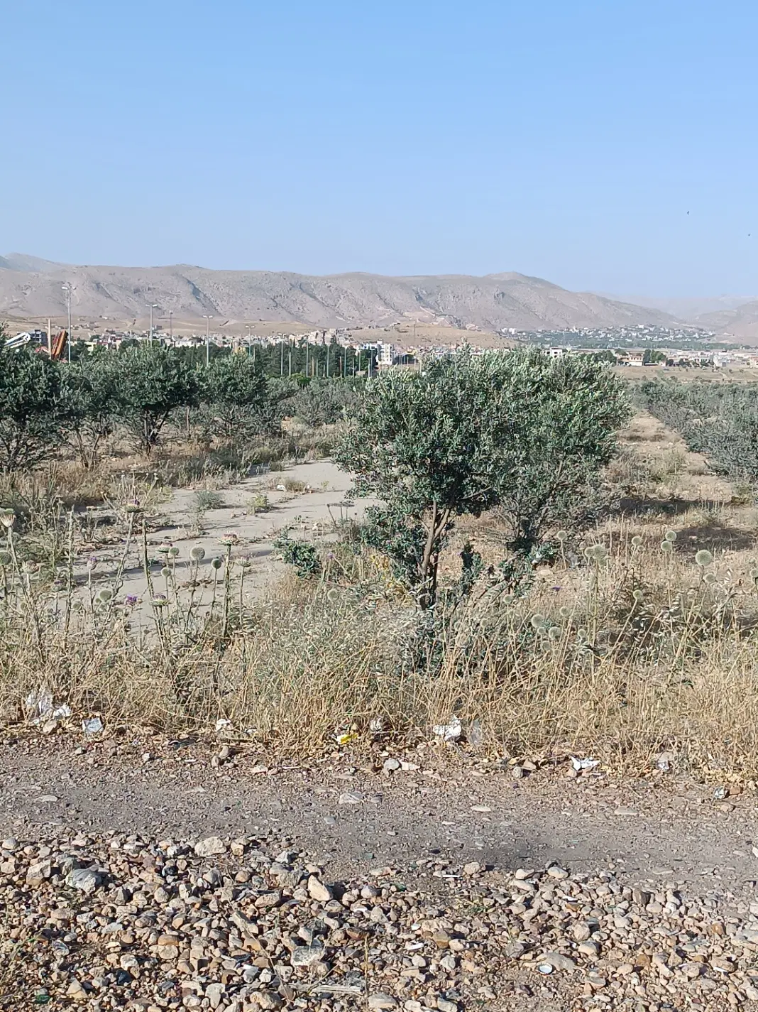 زمین 500 متری سر ورودی قصر قمشه