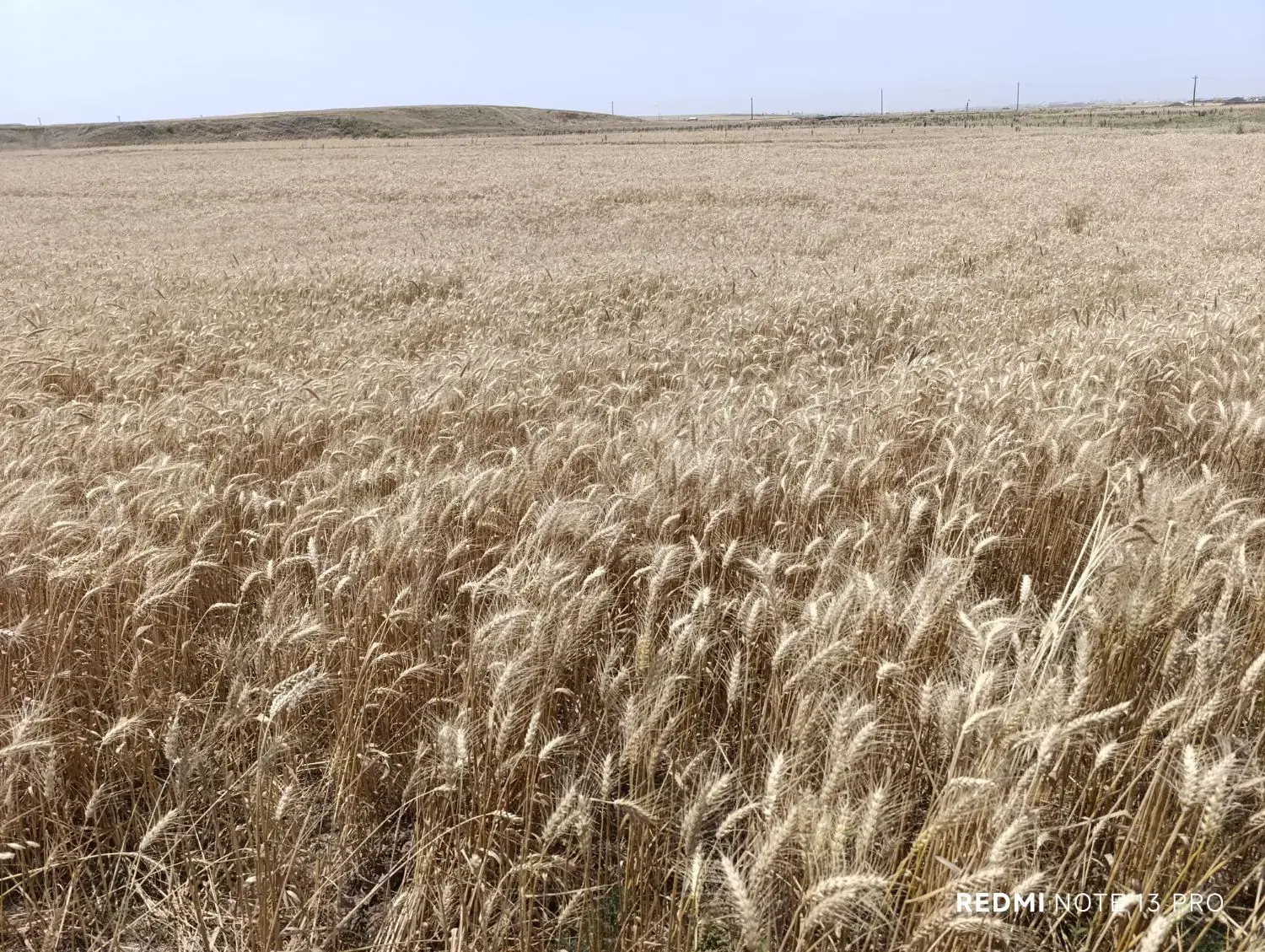 زمین کشاورزی درجه یک روستای کریم کندی نمین فندقلو