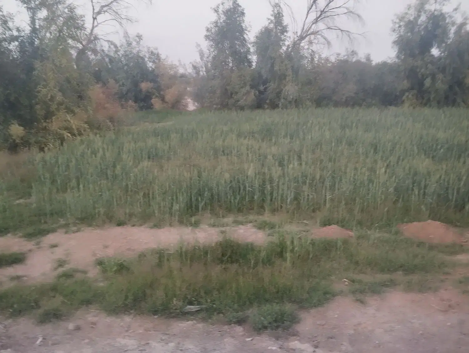 زمین مسکونی