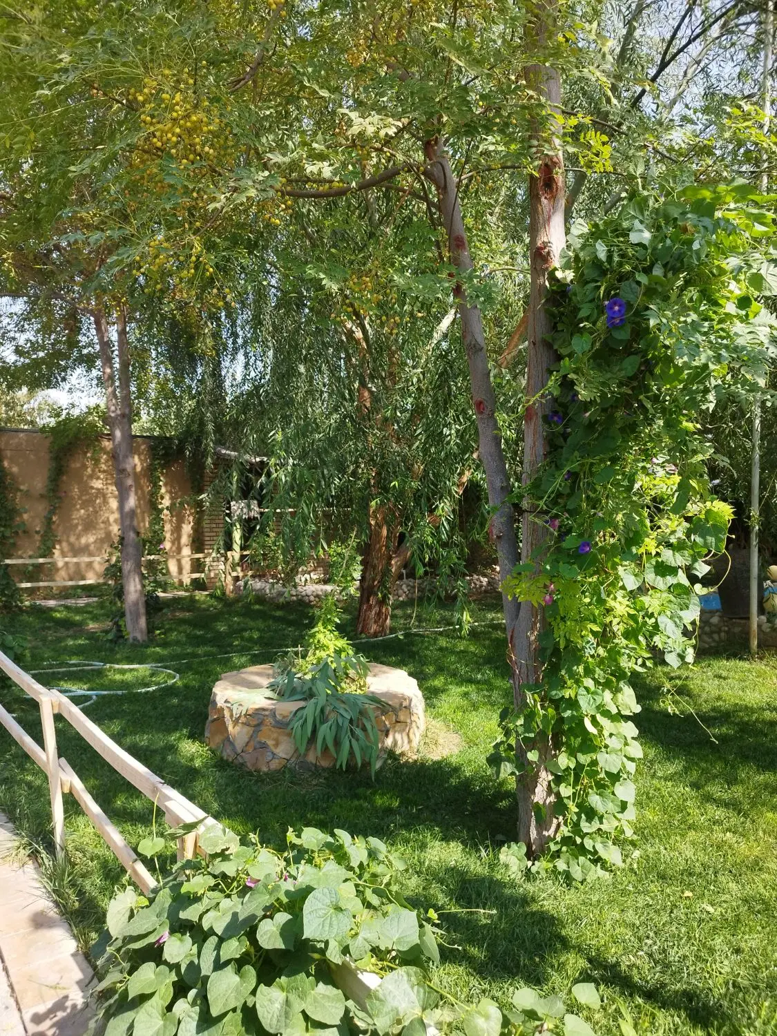 زمین کشاورزی باغی