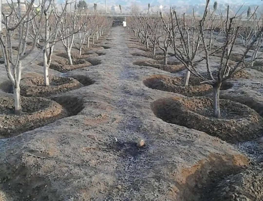 باغ فروشی در روستای چشمه ملک