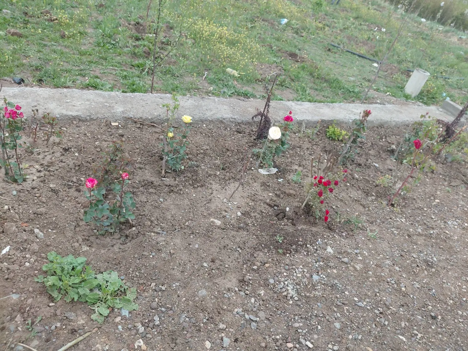 زمین (باغ)بر جاده اردبیل به تبریز راه سرعین، قشلاق