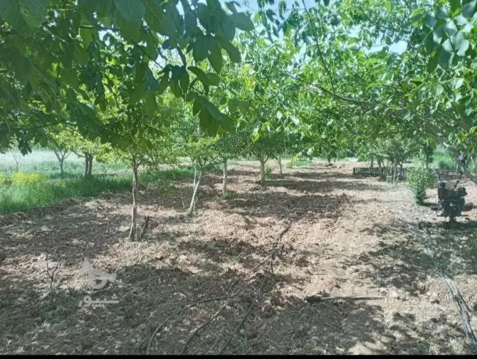 باغ فنس کشی شده