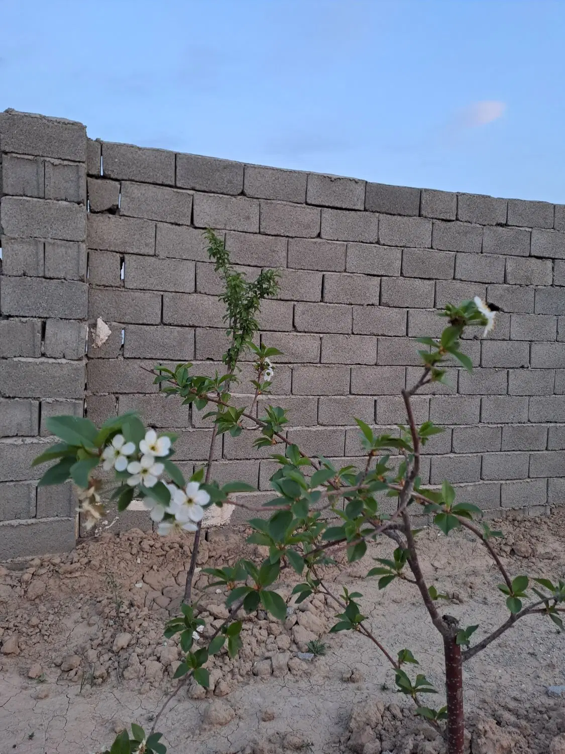 430متر چهار دیواری در شهرستانک