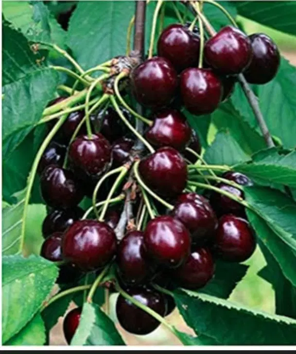 اجاره باغ گیلاس درروستای رویین