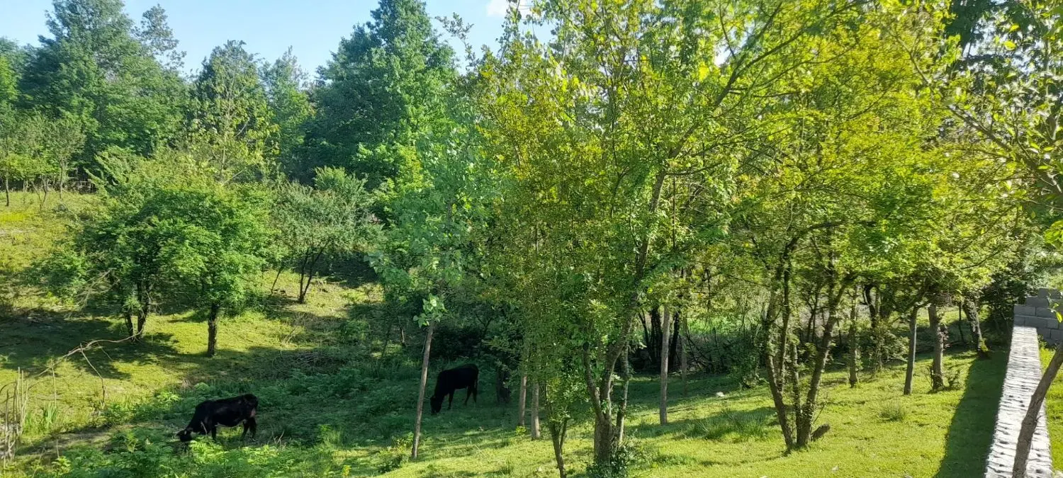 زمین باغی