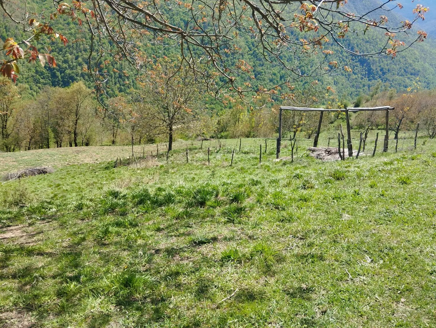 زمین باغی