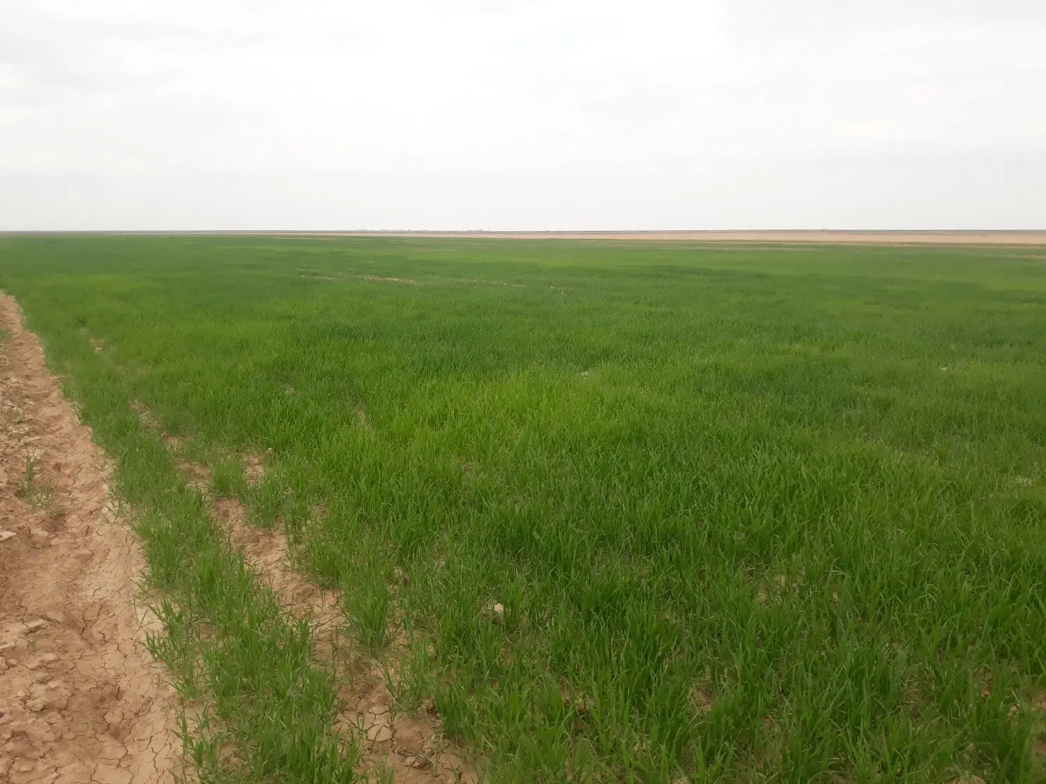 فروش‌زمین‌کشاورزی‌دیم‌