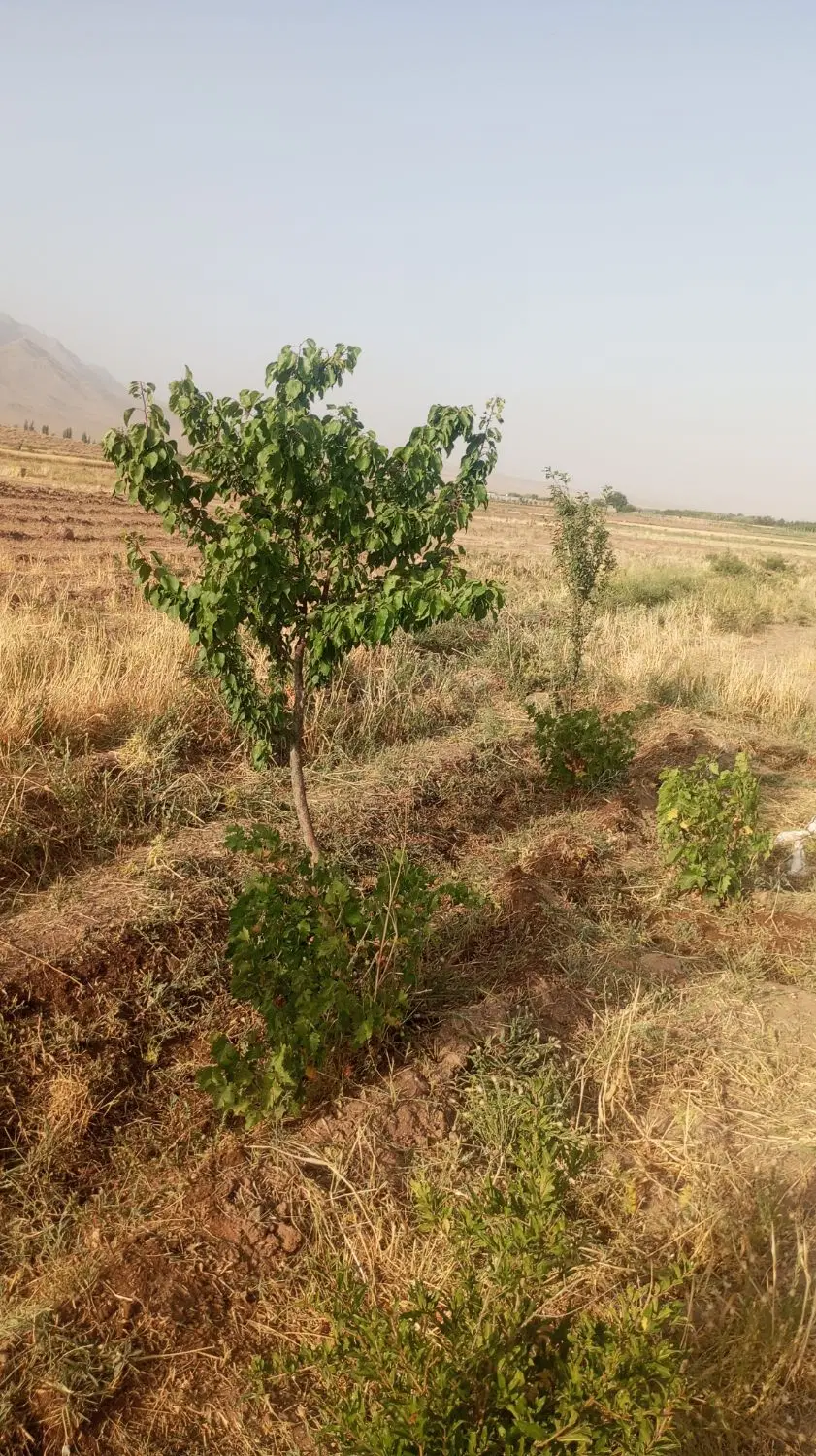 باغچه با انواع درختان ، در راهجرد