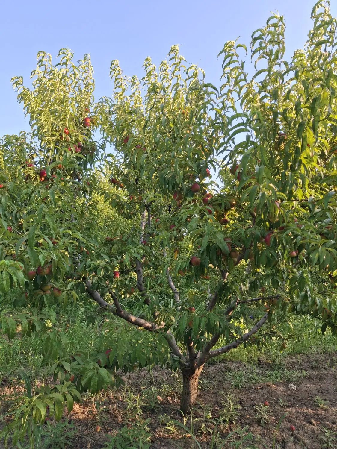 شلیل دربستی