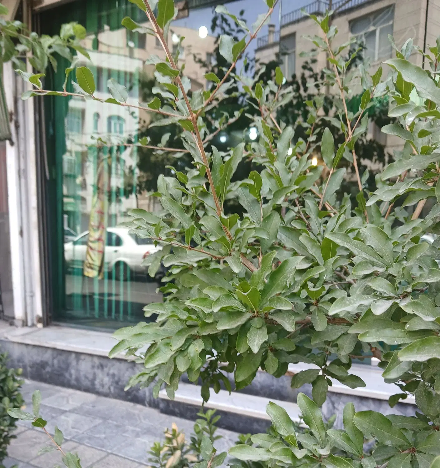 اجاره مغازه در ستارخان