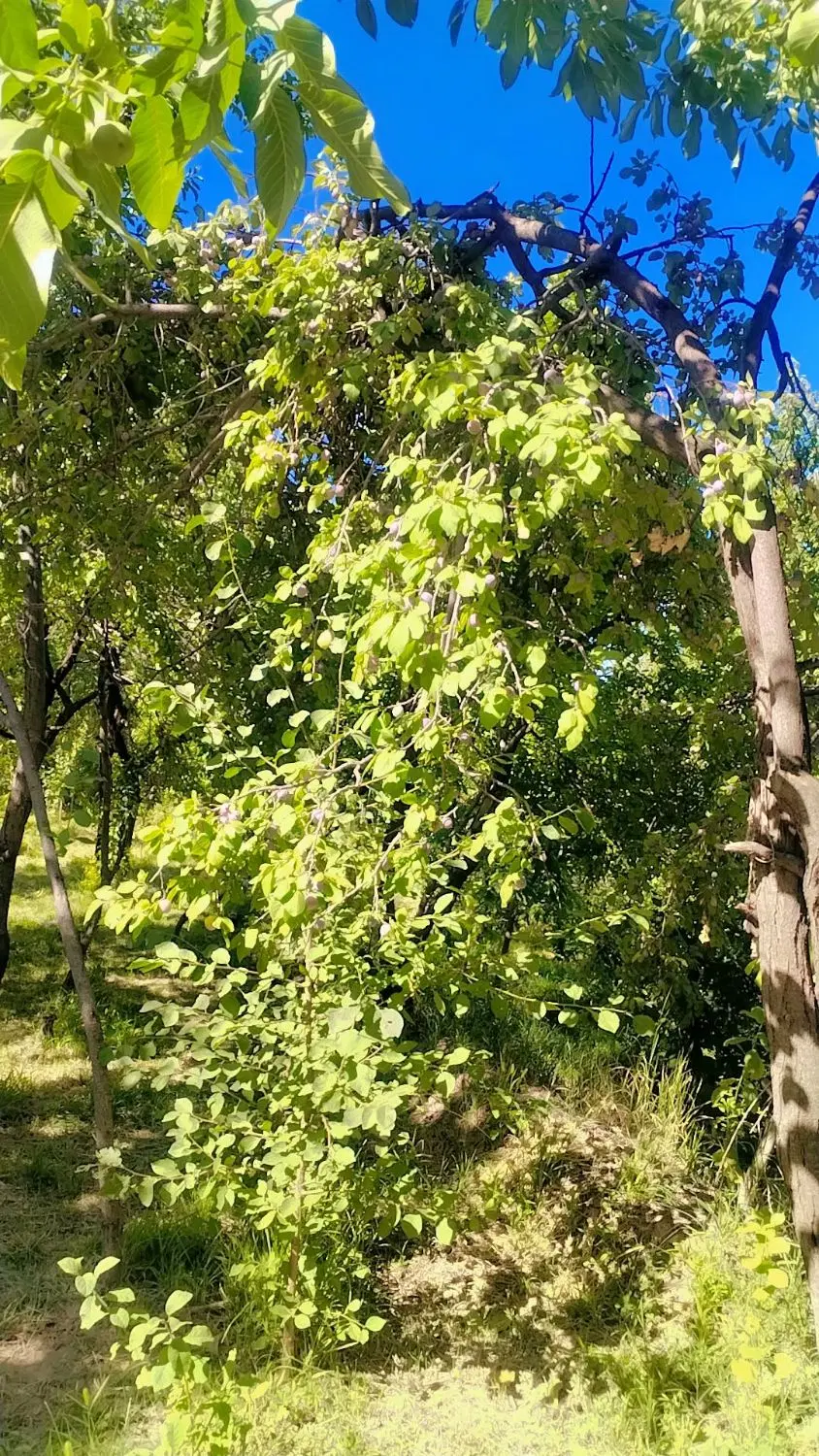 فروش باغ در بوژان