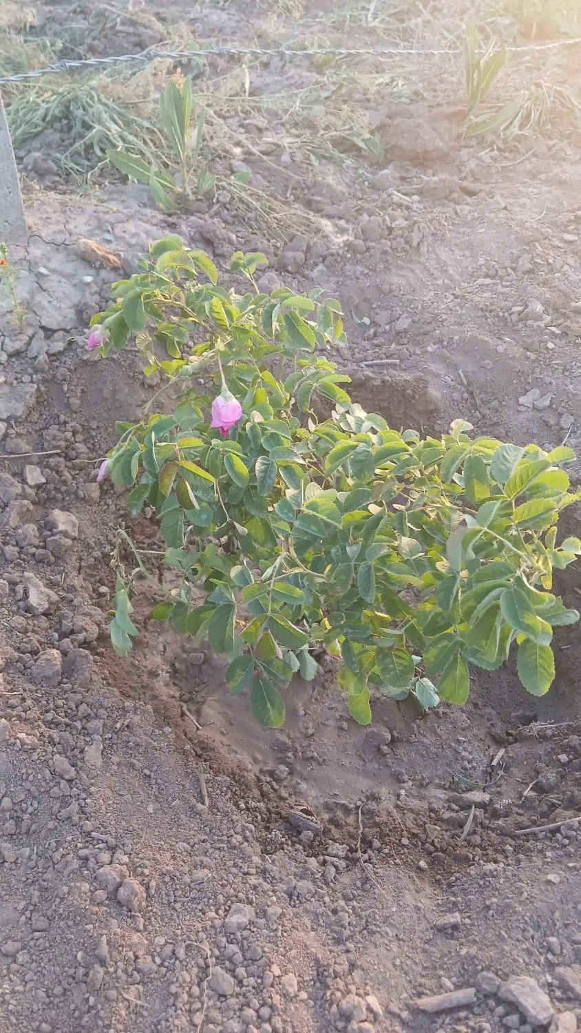 فروش باغ درقشلاق