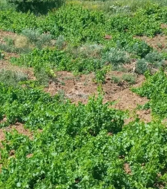فروش باغ