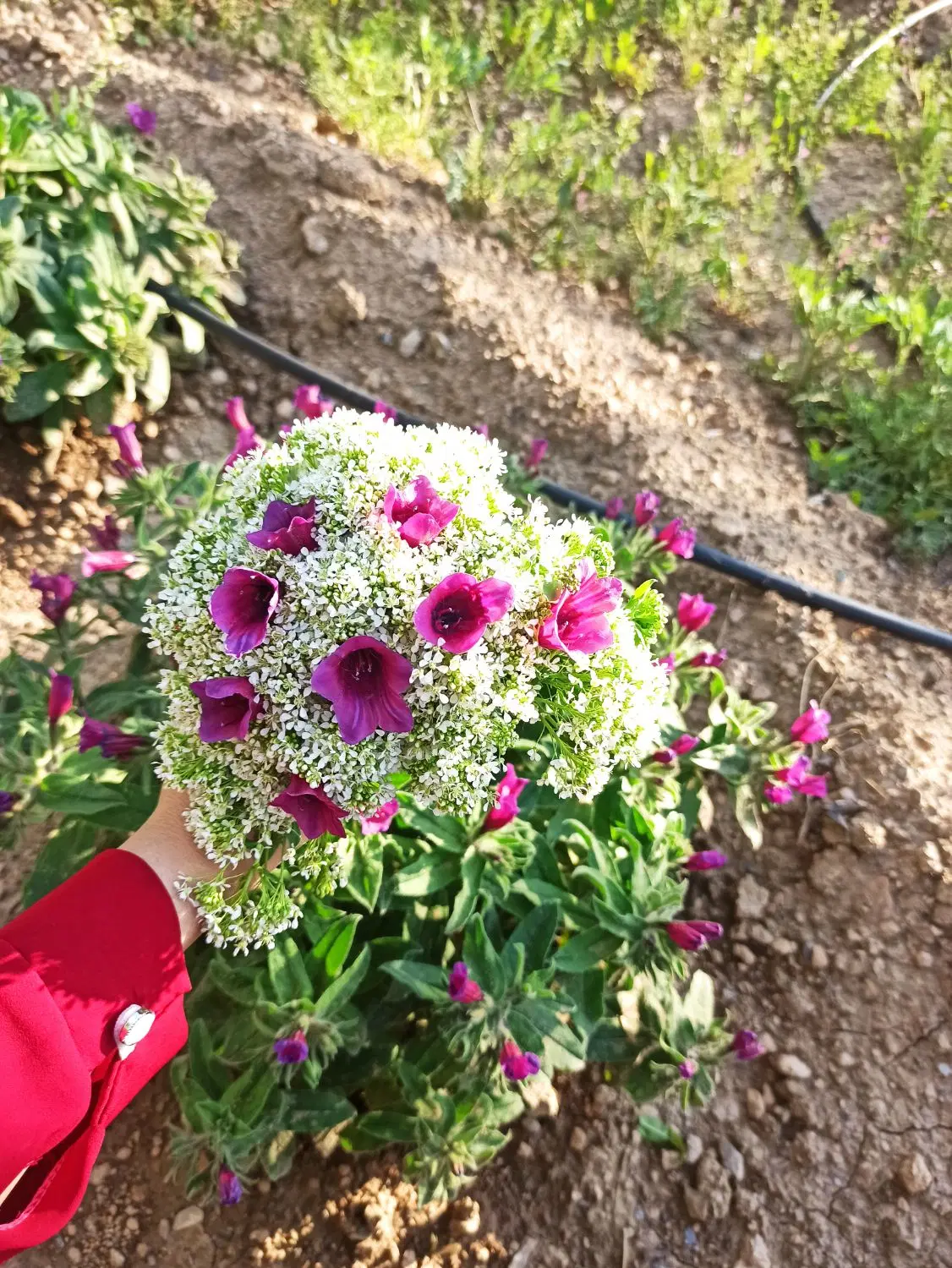 زمین باغی در روستا یکانه باغستانهای ارم