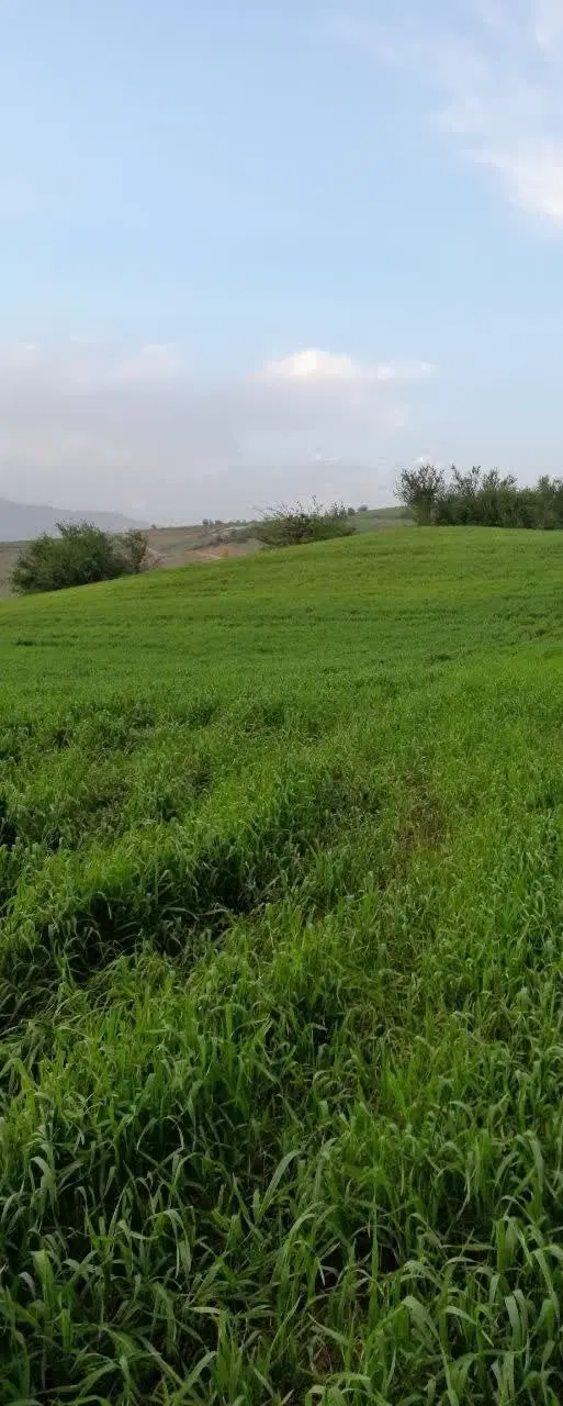 فروش زمین مزروعی رستم اباد روستای زیبای شیرکوه