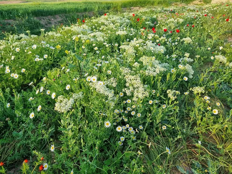 زمین ۱۰۰۰ متری شهرک قاضی