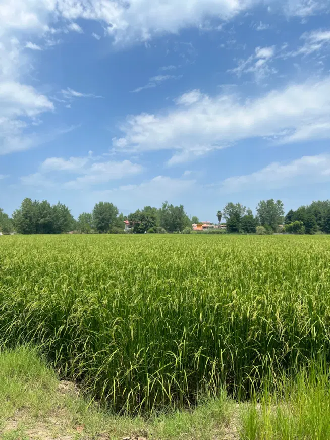 زمین شالی در طالب اباد