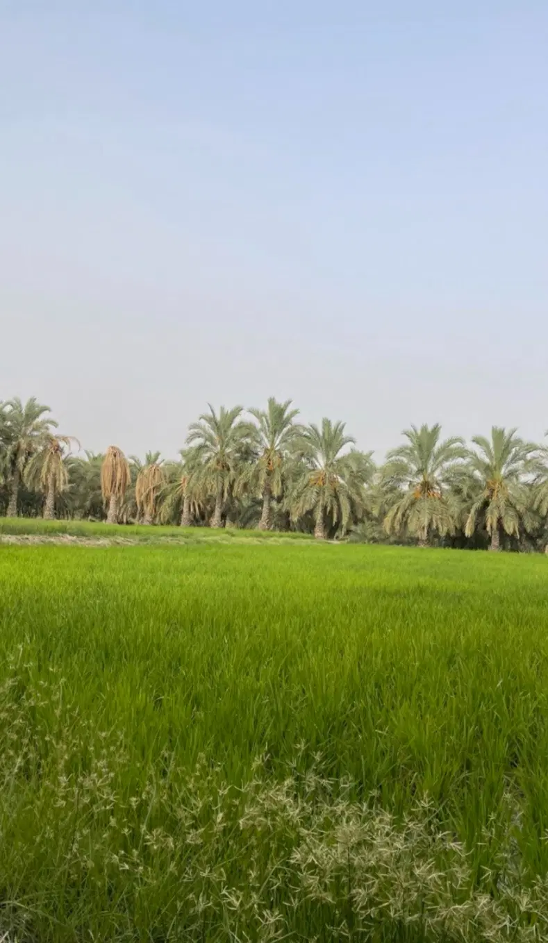فروش زمین مزروعی سند دارد