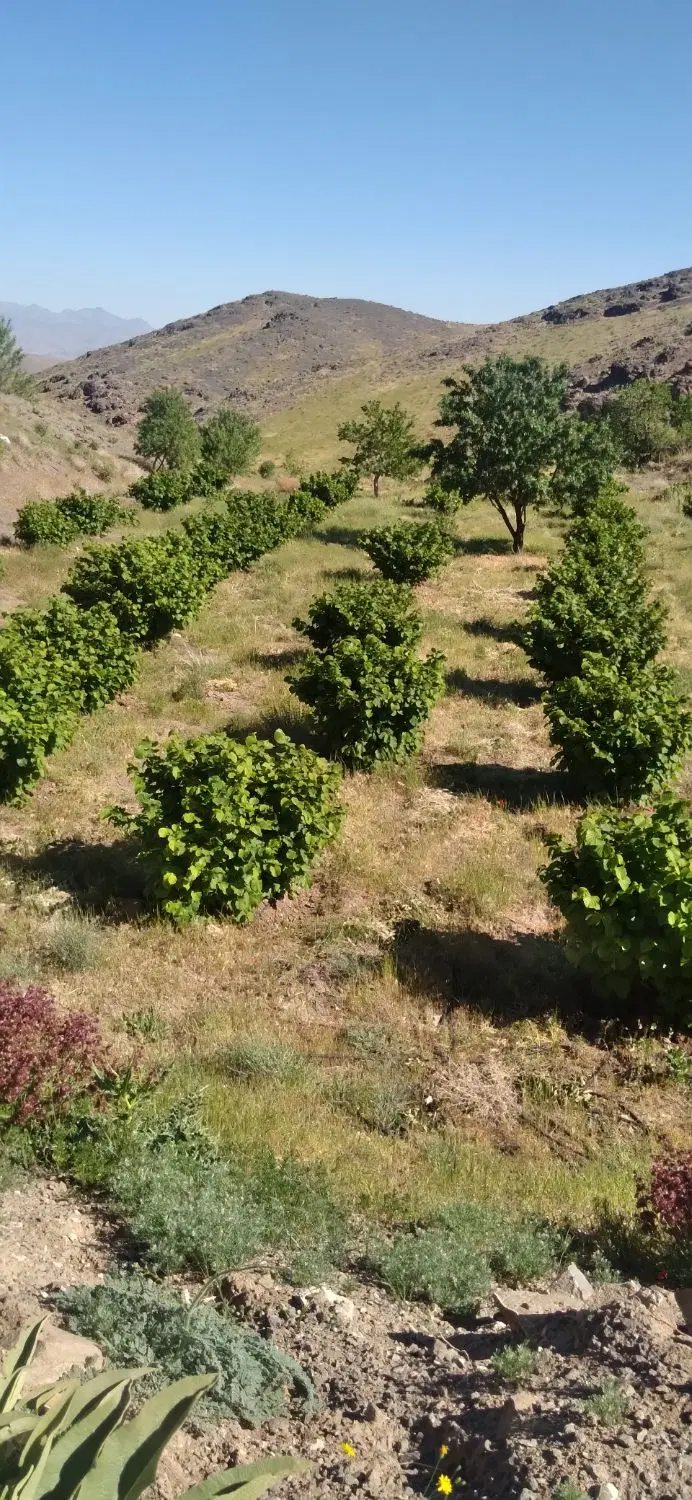 مزرعه ۱۳هزارمتریی