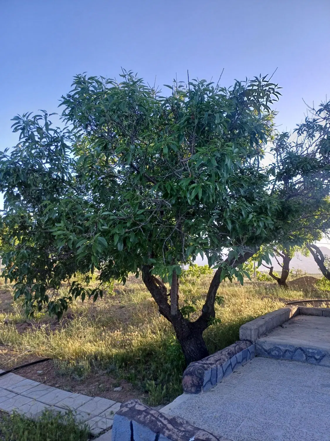 خونه باغ