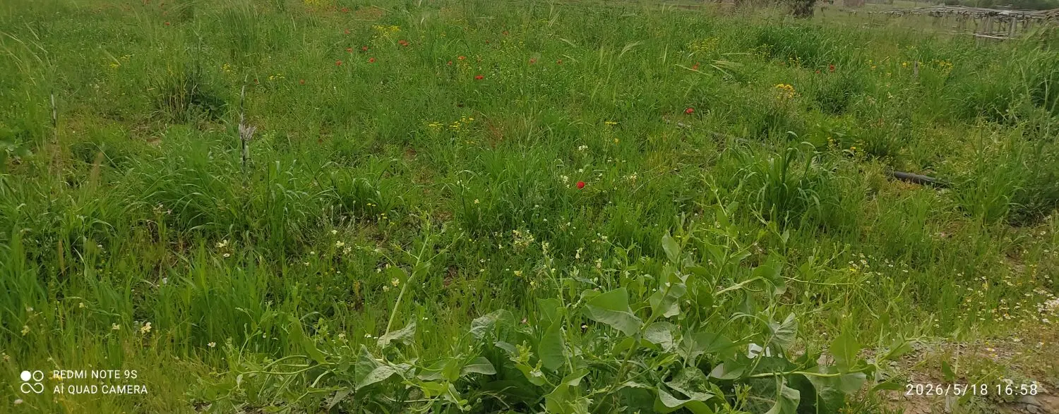 زمین کشاورزی لنج آباد
