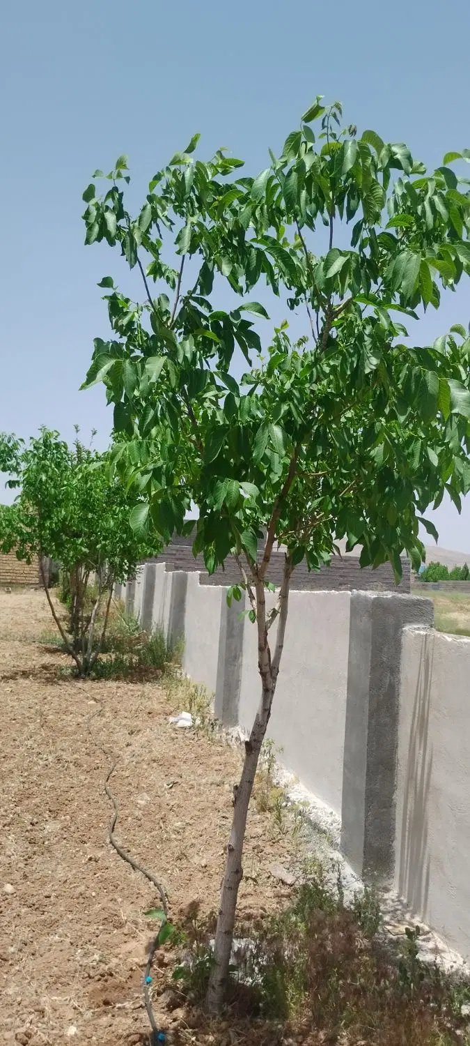 فروش باغ شهری