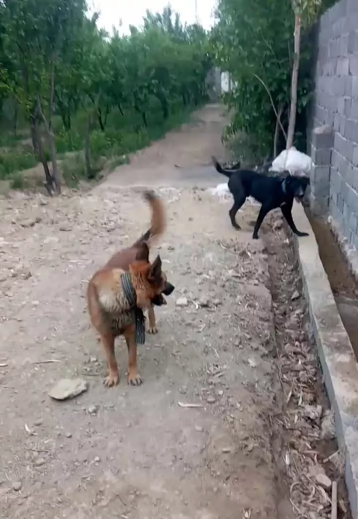 باغچه
