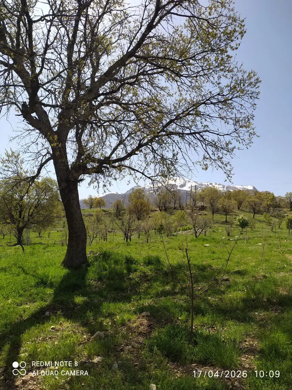 باغ تاف