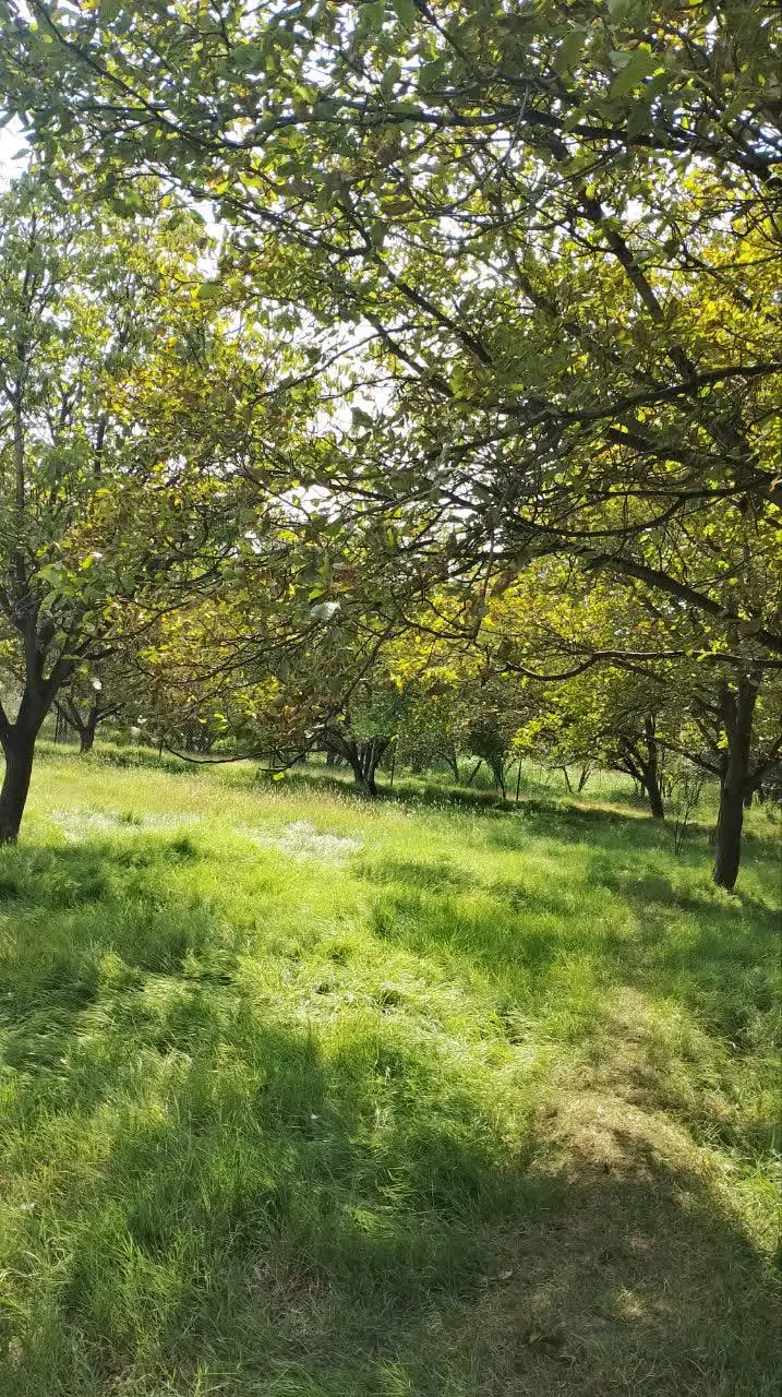 1.5 هکتار باغ با سند تک برگ و حصارکشی