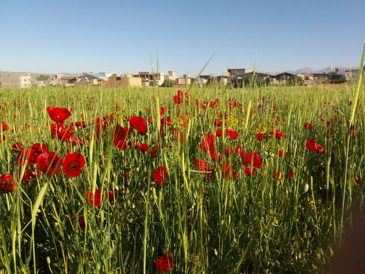 فروش زمین