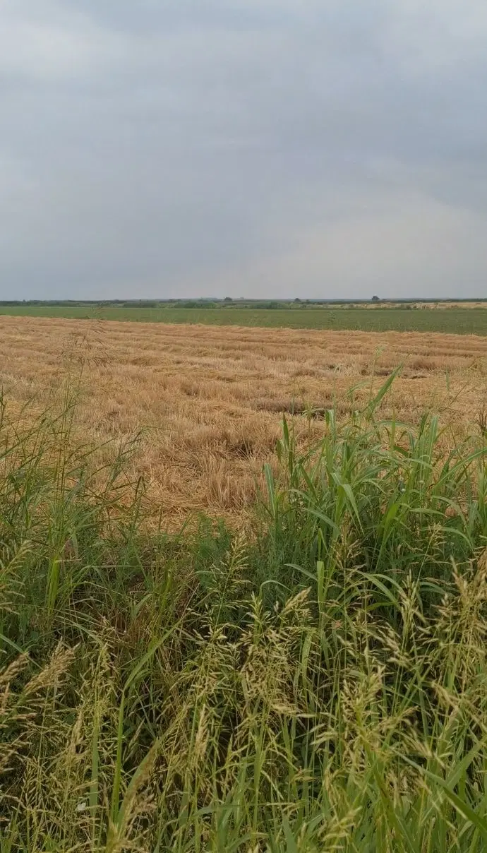 اجاره زمین برای سیر