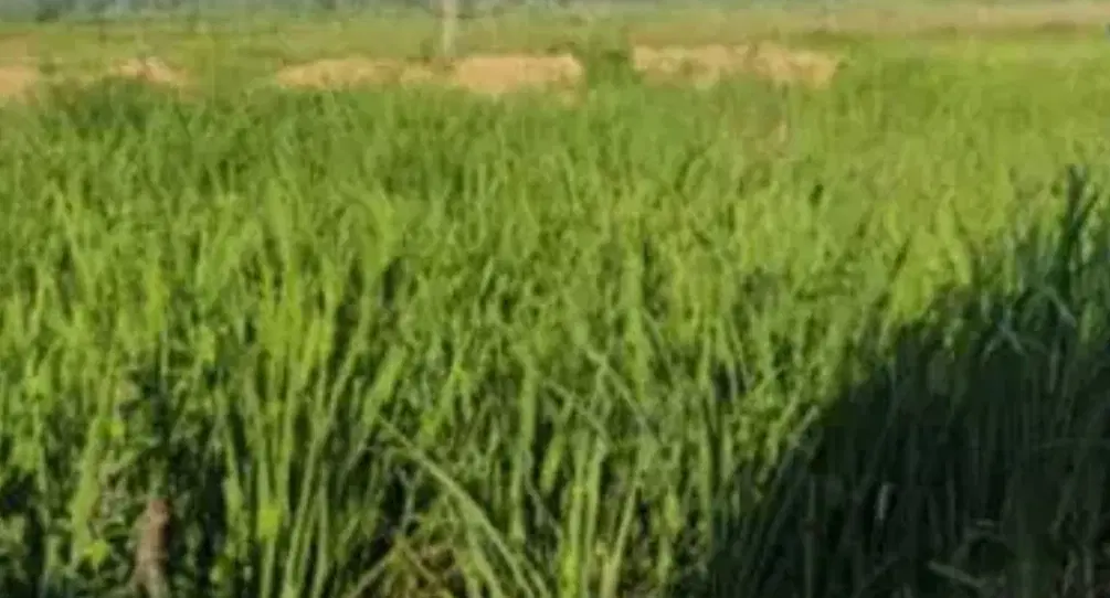 زمین ۲۰۰متری پیام نور