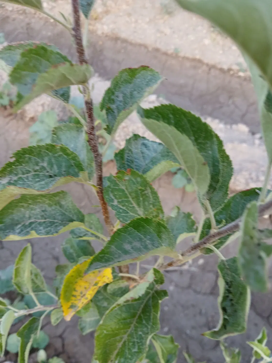 سرمایه گذاری کشاورزی