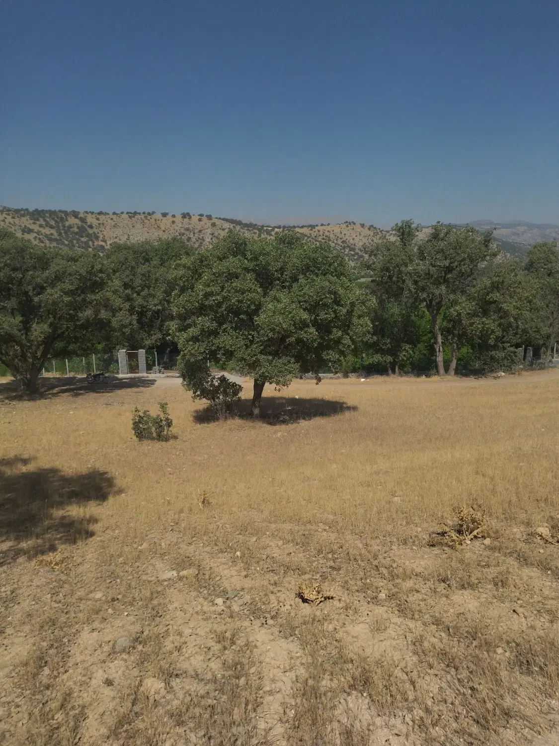 زمین  باغ معاوزه ماشین