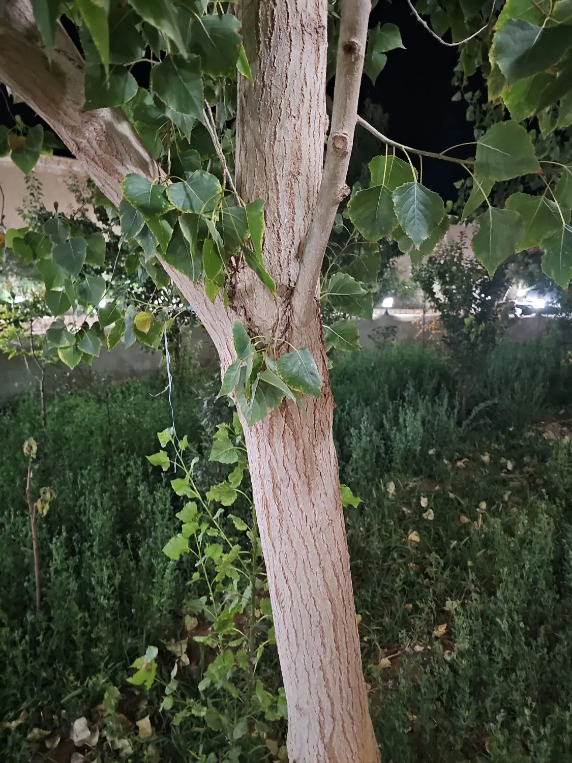 فروش خانه باغ شیک یزد
