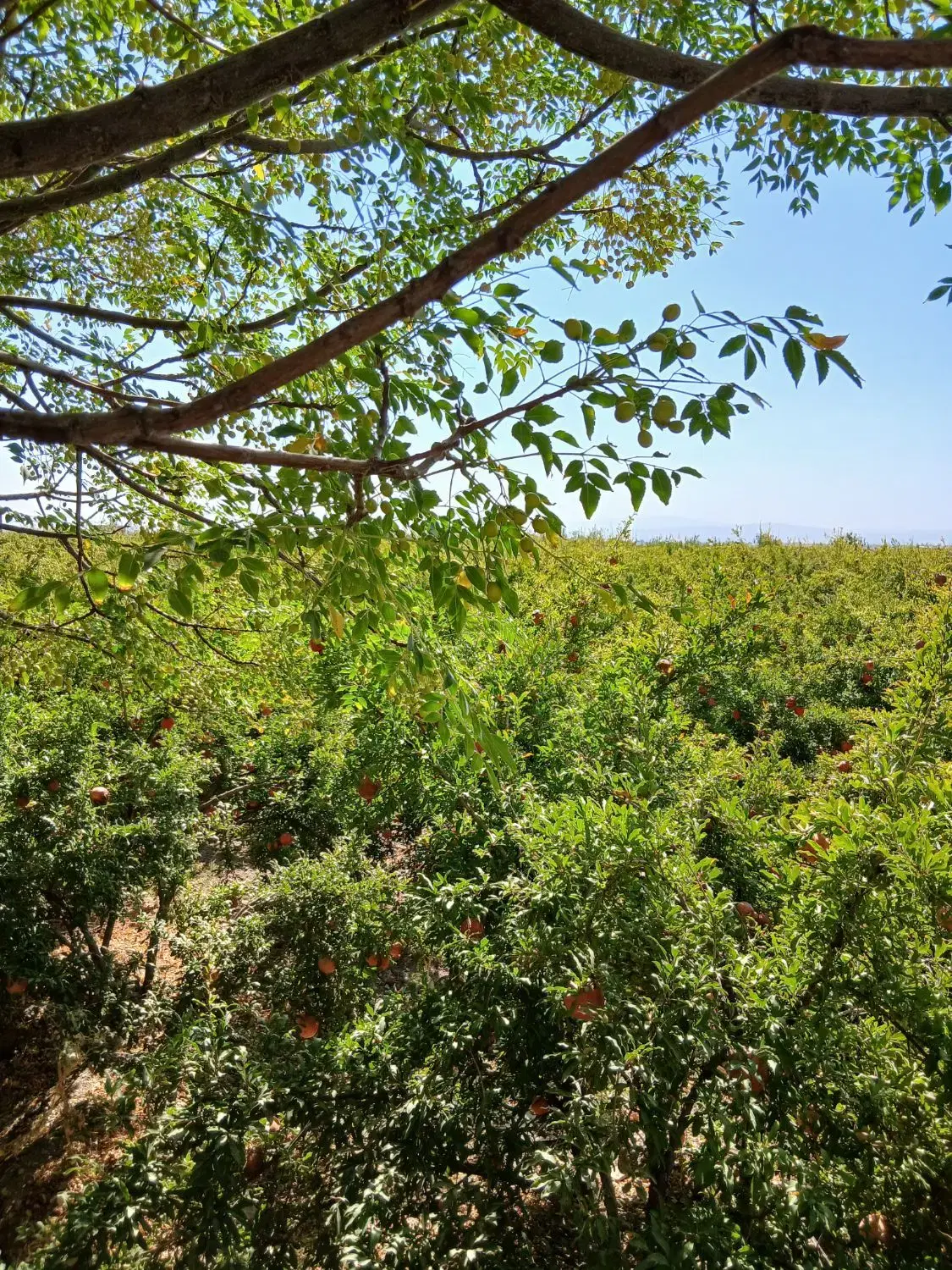 باغ بهشت در نزدیکی شما