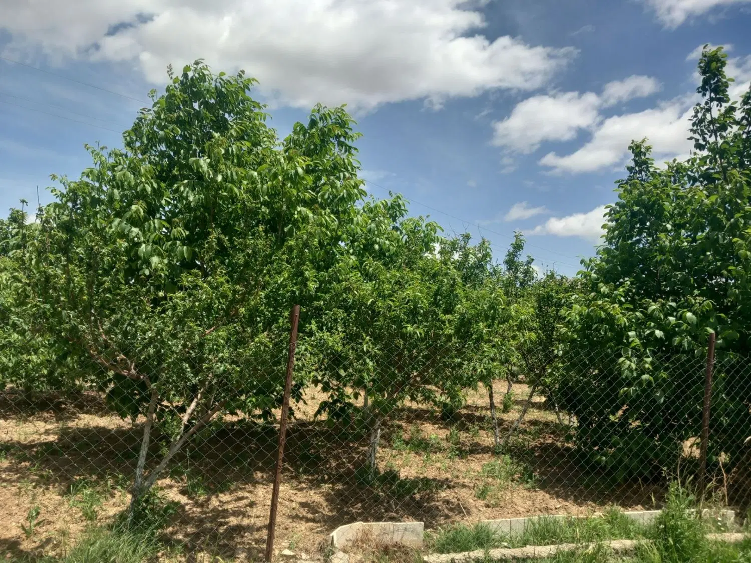 باغ روستای چغادون