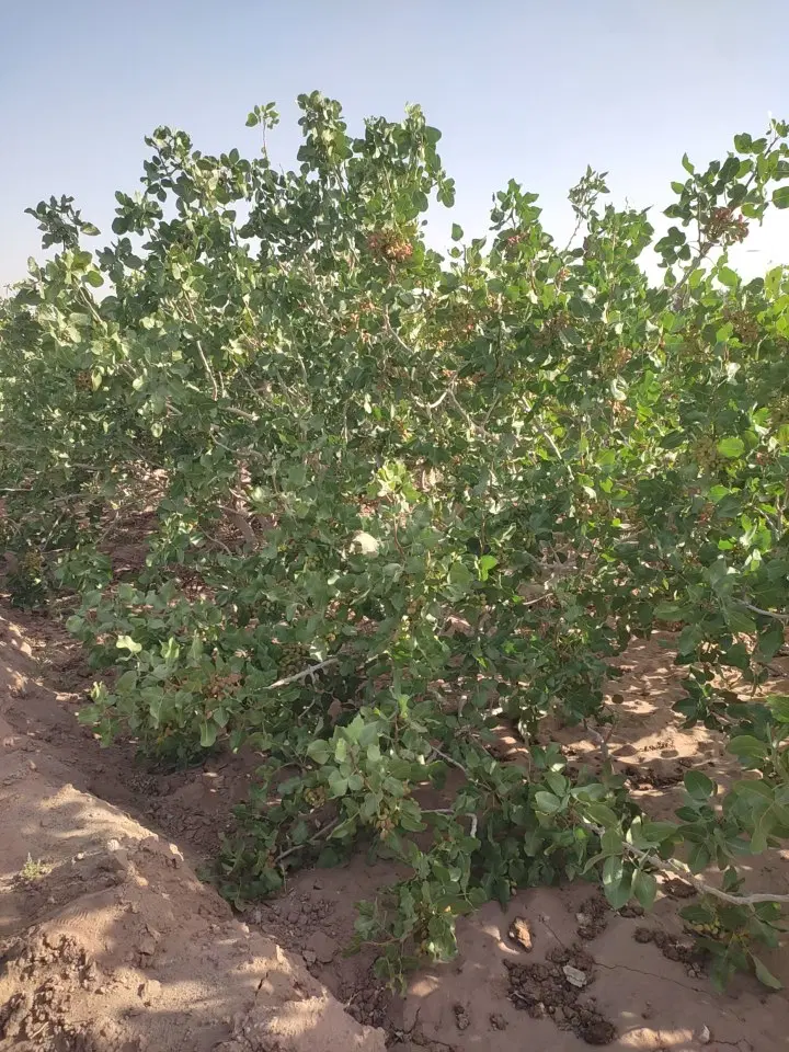 زمین پسته رفسنجان در جنگل