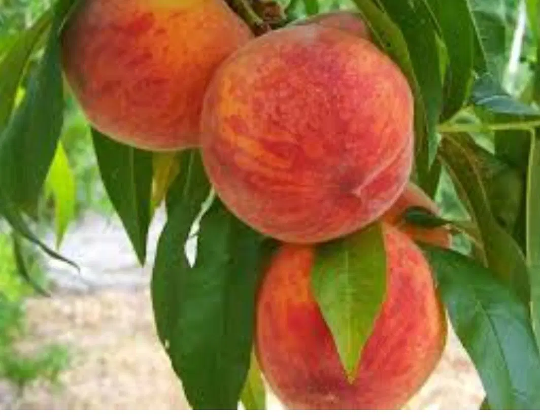 فروش باغ