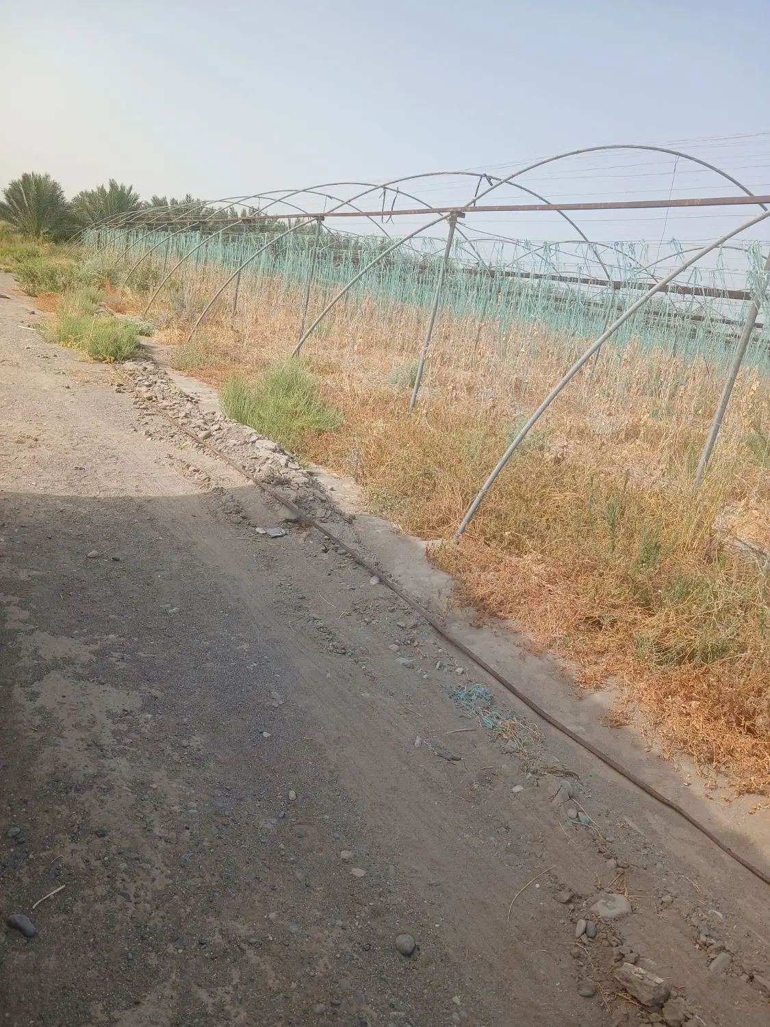 اجاره گلخانه