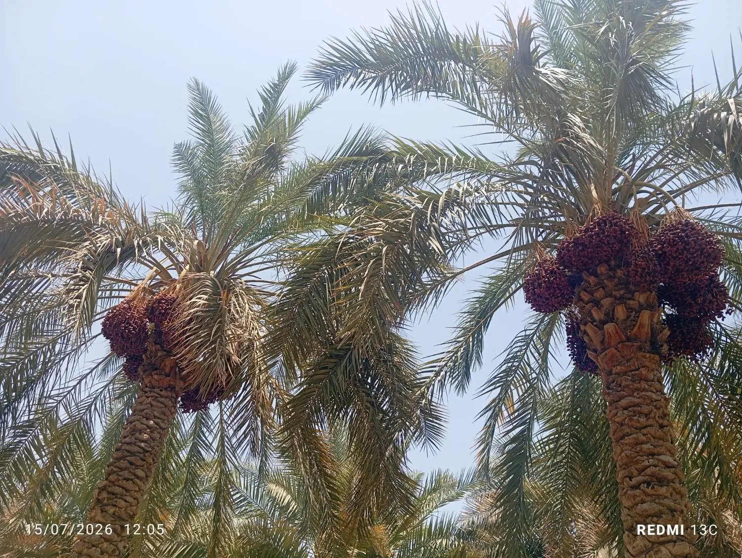 اجاره باغ خرما