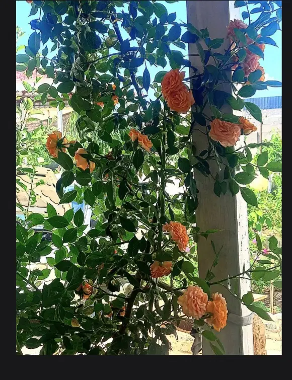 باغ کاهو پامچال