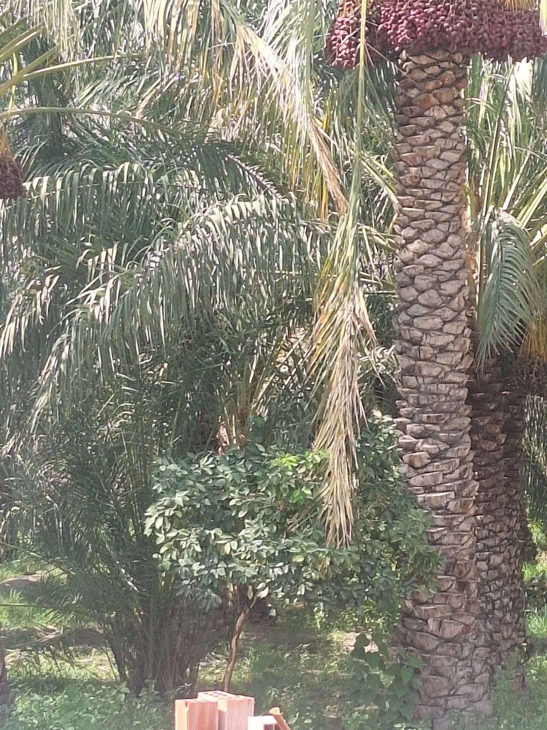 زمین باغی ۳۰۰متر
