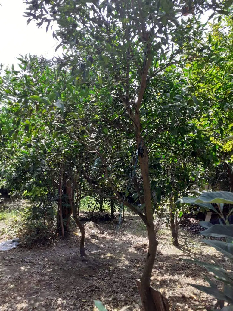 فروش زمین و خانه
